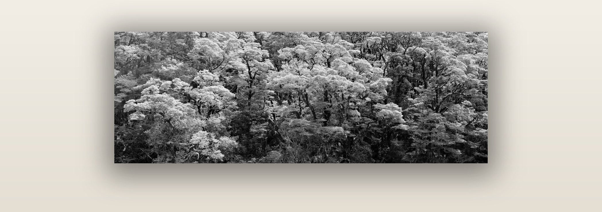Rainforest Reverie, Fiordland — acrylic glass print. New Zealand fine art landscape wall art by Stephen Milner.