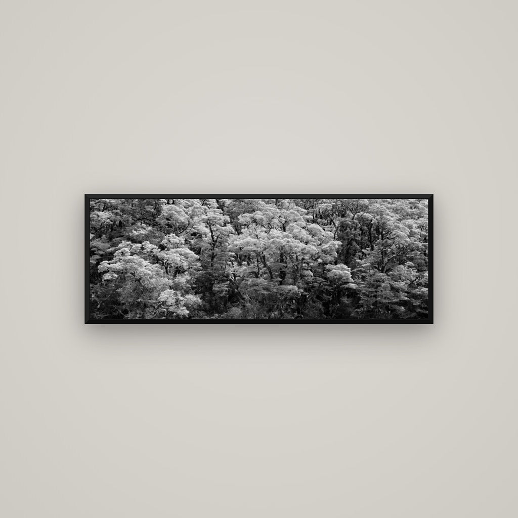 Rainforest Reverie, Fiordland — Basel Black Matte, 113×40 cm. New Zealand fine art wall art by Stephen Milner.