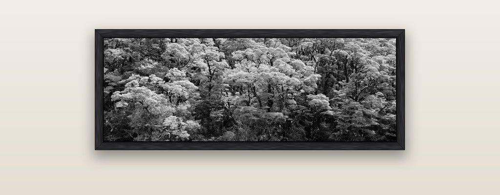Rainforest Reverie, Fiordland — black float frame framed canvas print. New Zealand fine art landscape wall art by Stephen Milner.
