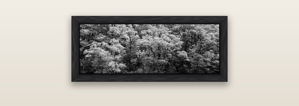 Rainforest Reverie, Fiordland — black float frame canvas, 71 × 25 cm. New Zealand fine art landscape wall art by Stephen Milner.