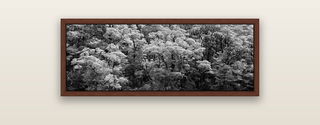Rainforest Reverie, Fiordland — brown float frame framed canvas print. New Zealand fine art landscape wall art by Stephen Milner.