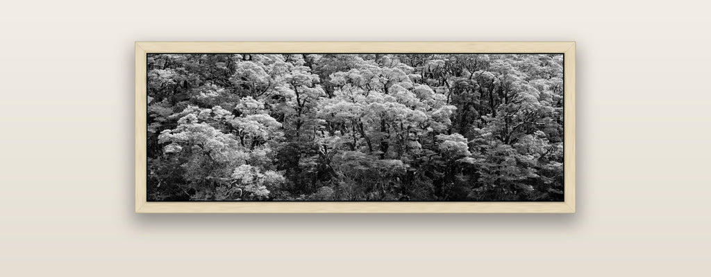 Rainforest Reverie, Fiordland — natural float frame framed canvas print. New Zealand fine art landscape wall art by Stephen Milner.