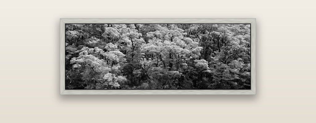 Rainforest Reverie, Fiordland — silver float frame framed canvas print. New Zealand fine art landscape wall art by Stephen Milner.