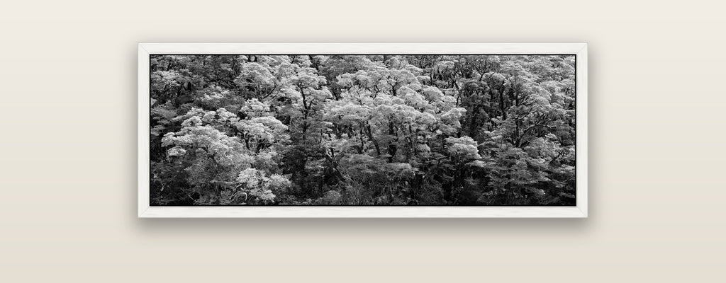 Rainforest Reverie, Fiordland — white float frame framed canvas print. New Zealand fine art landscape wall art by Stephen Milner.