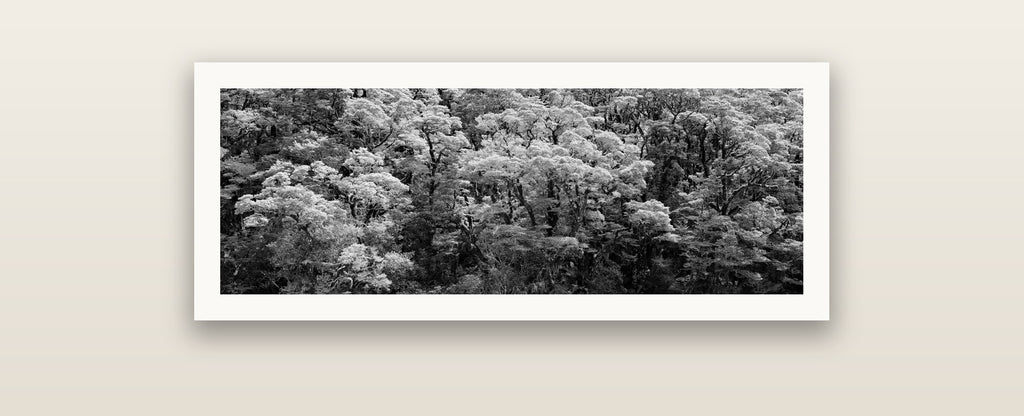 Rainforest Reverie, Fiordland — Hahnemühle fine art print. New Zealand fine art landscape photography by Stephen Milner.