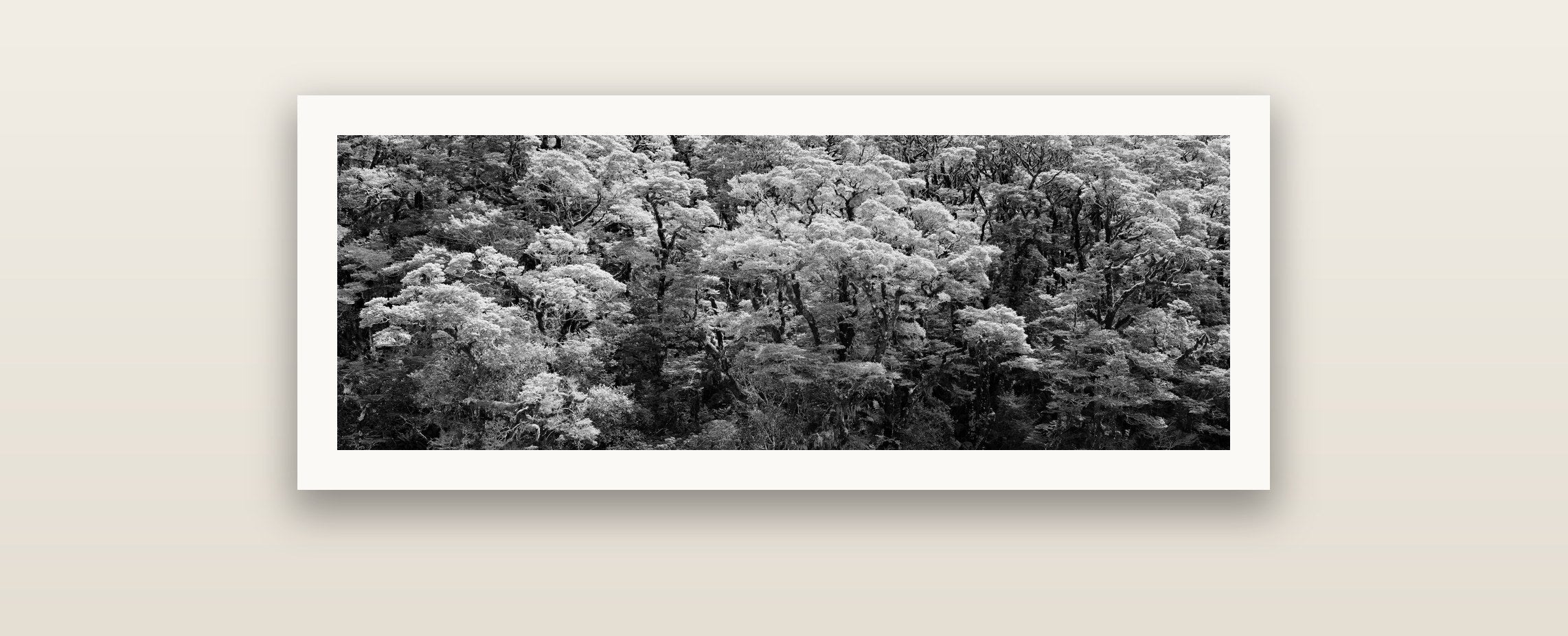 Rainforest Reverie, Fiordland — Hahnemühle fine art print. New Zealand fine art landscape photography by Stephen Milner.