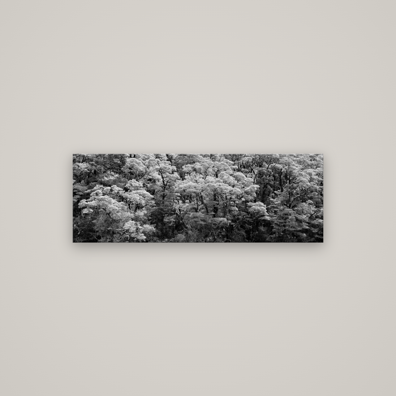 Rainforest Reverie, Fiordland — No frame, 113×40 cm. New Zealand fine art wall art by Stephen Milner.