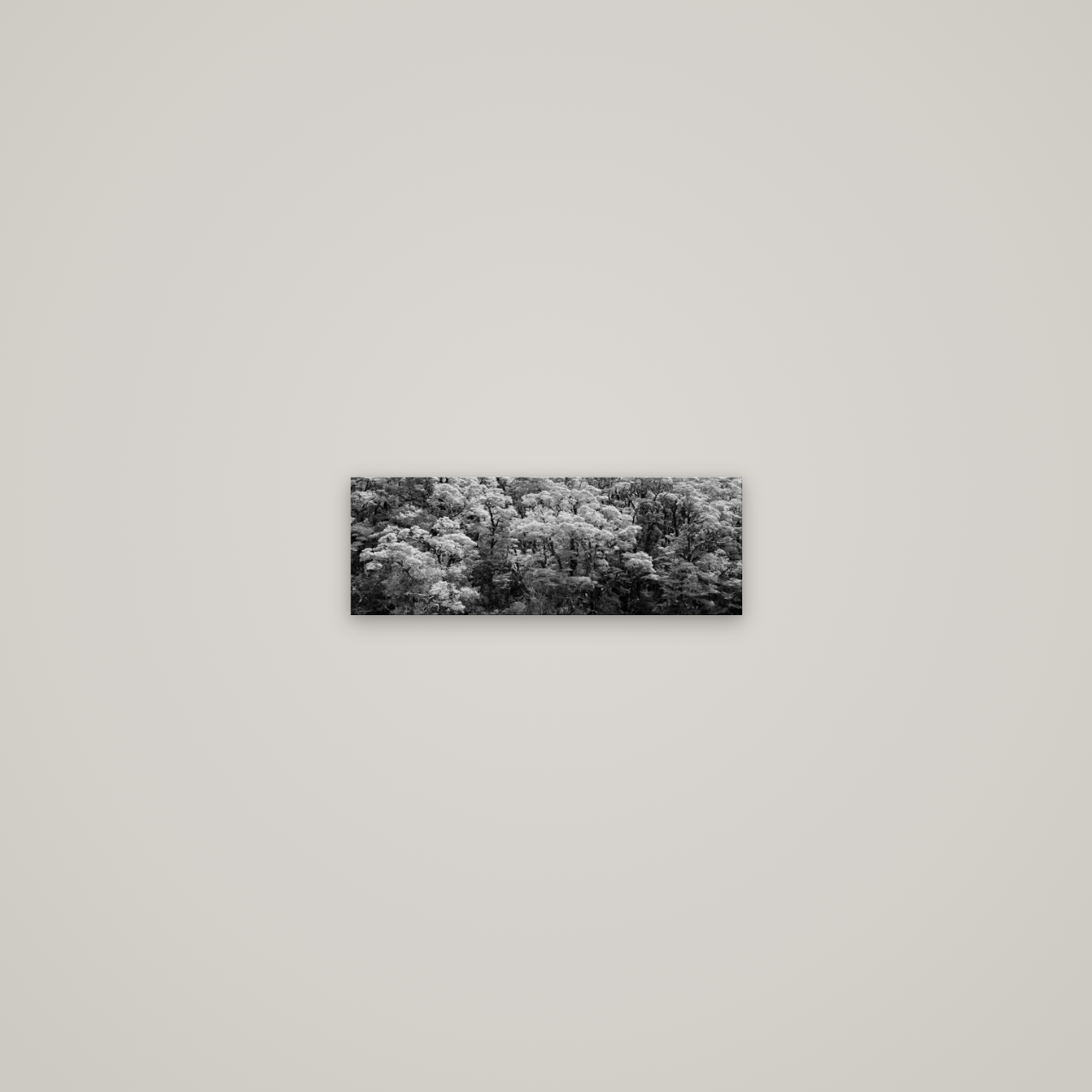 Rainforest Reverie, Fiordland — No frame, 34×12 cm. New Zealand fine art wall art by Stephen Milner.