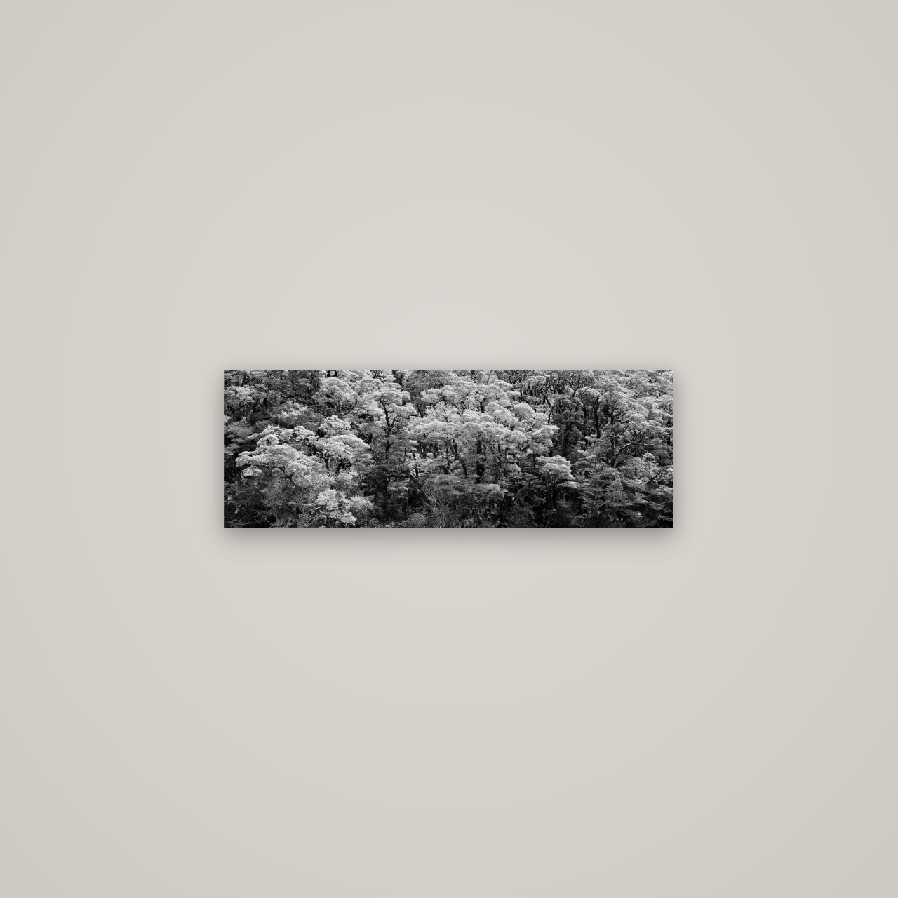 Rainforest Reverie, Fiordland — No frame, 68×24 cm. New Zealand fine art wall art by Stephen Milner.