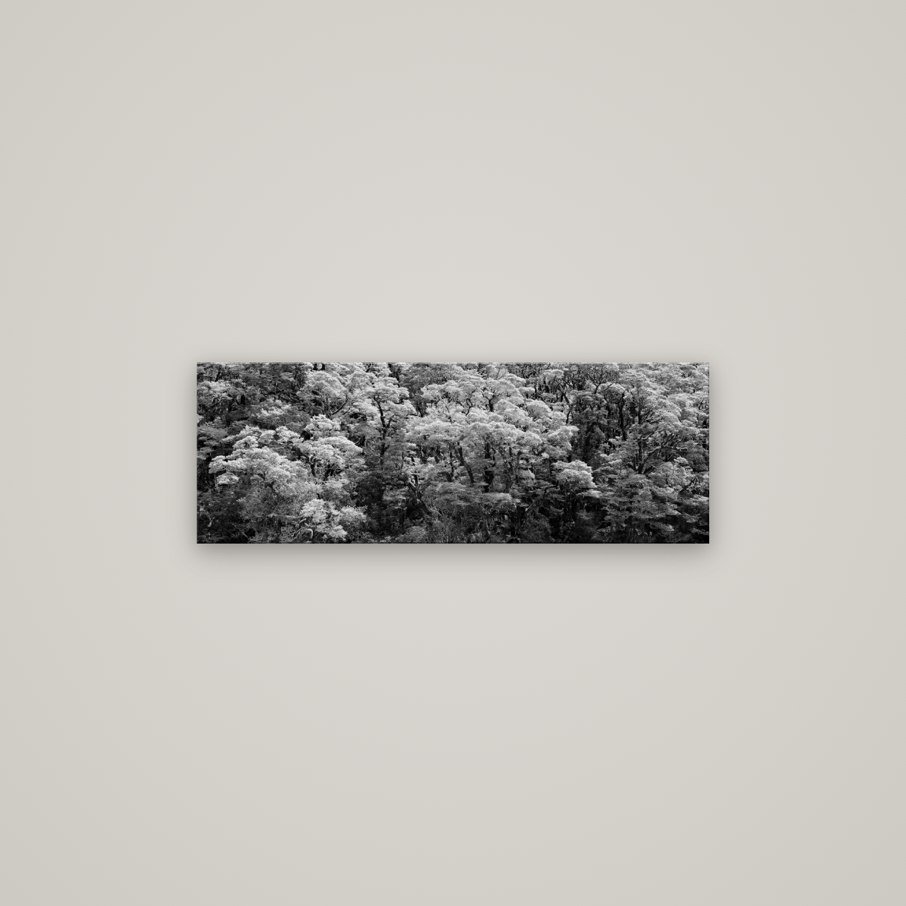 Rainforest Reverie, Fiordland — No frame, 85×30 cm. New Zealand fine art wall art by Stephen Milner.