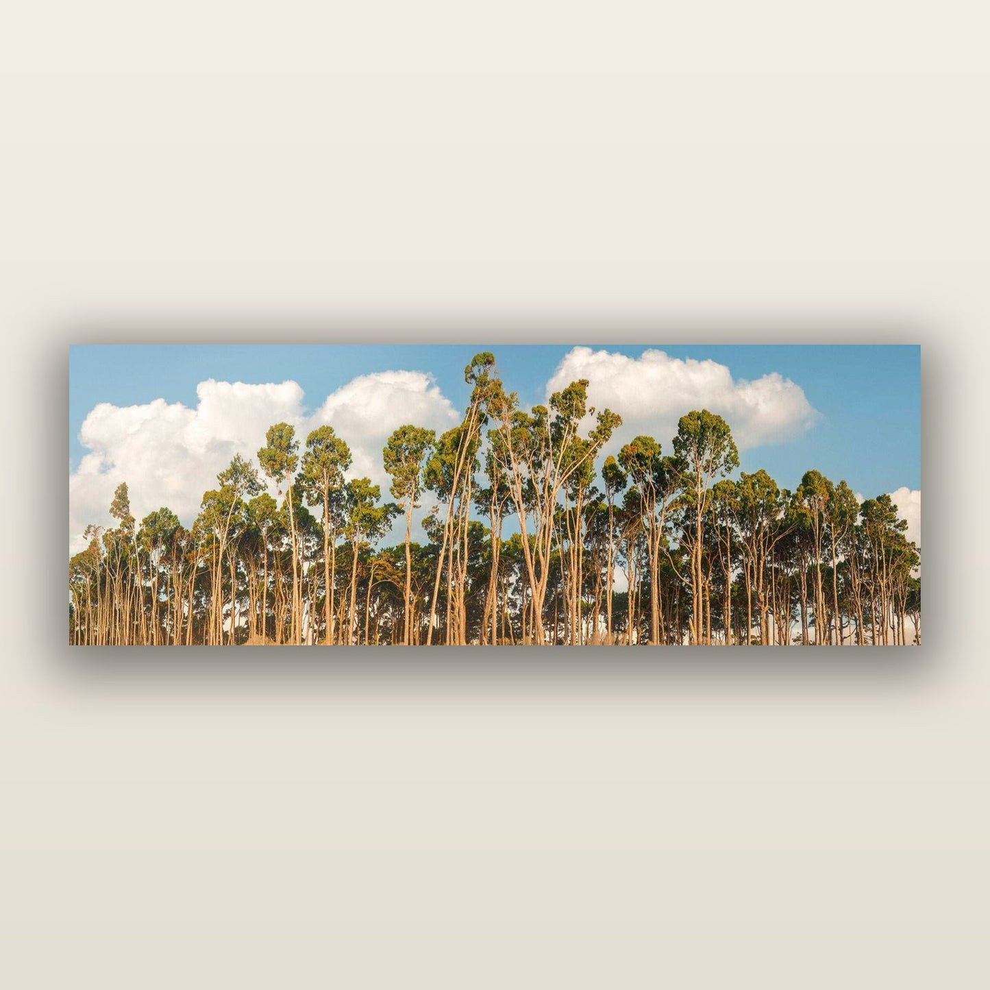 Rimu Reverie, Bruce Bay's Coastal Symphony — frameless acrylic glass print. New Zealand fine art landscape photography by Stephen Milner.
