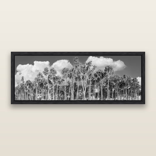 Rimu Reverie, Bruce Bay's Coastal Symphony, black and white framed metallic canvas print, Black frame. New Zealand fine art wall art by Stephen Milner.