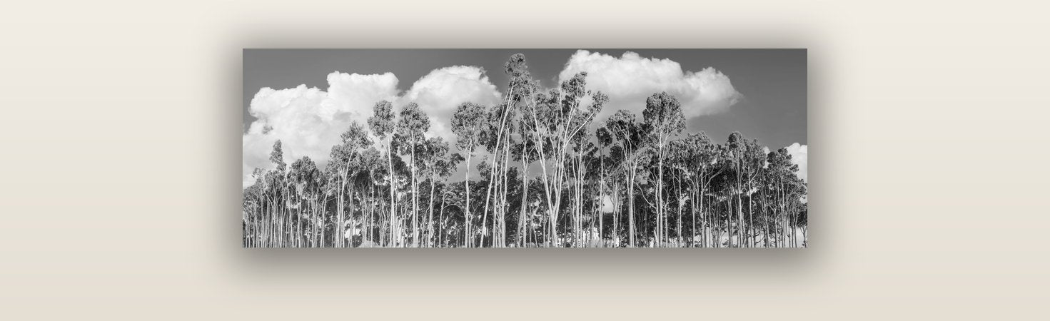 Rimu Reverie, Bruce Bay's Coastal Symphony — acrylic glass print, 76 × 25 cm. New Zealand fine art landscape wall art by Stephen Milner.