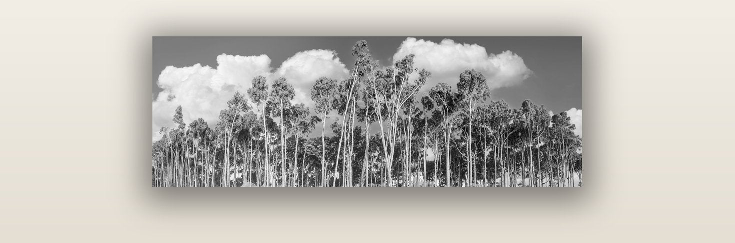 Rimu Reverie, Bruce Bay's Coastal Symphony — acrylic glass print, 91 × 30 cm. New Zealand fine art landscape wall art by Stephen Milner.