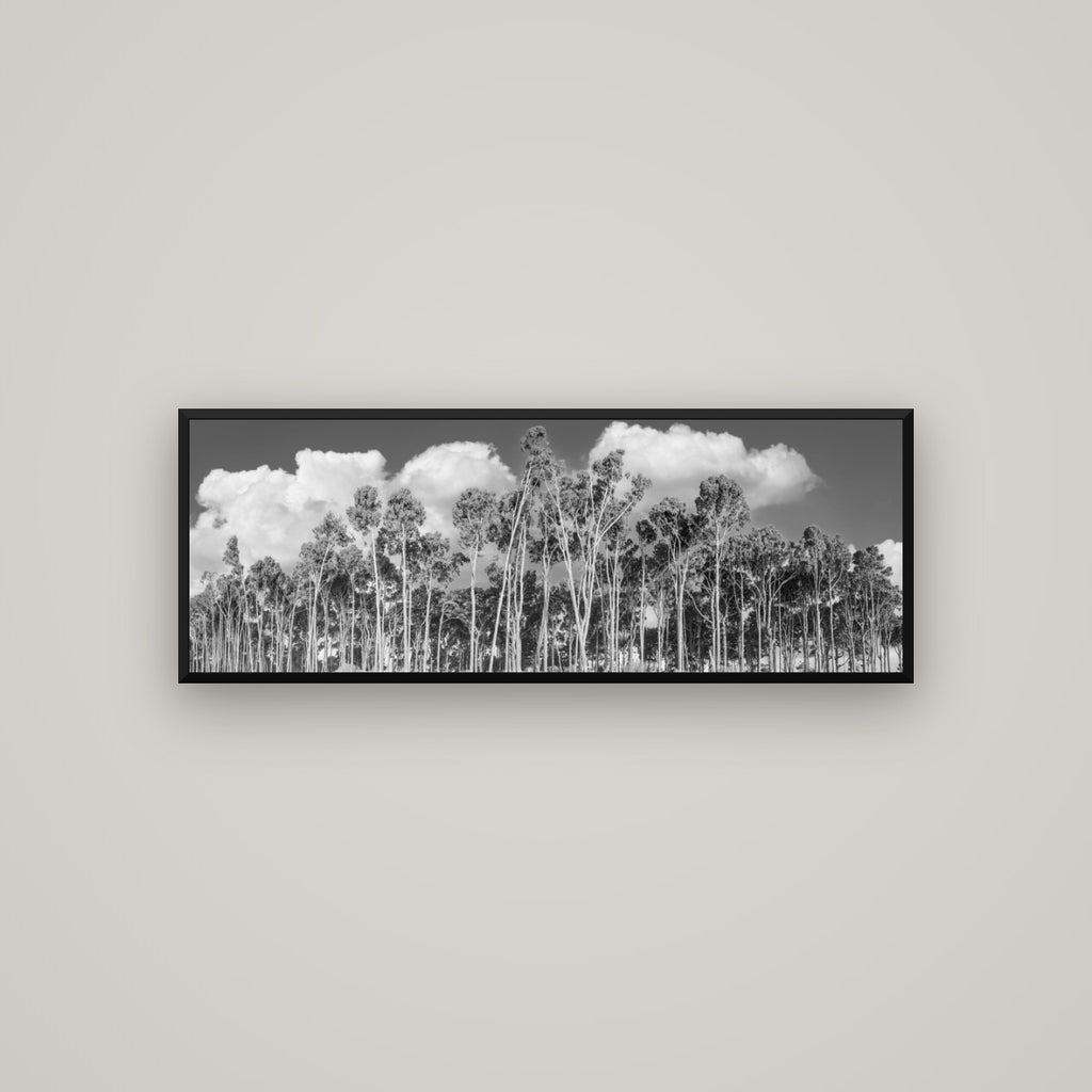 Rimu Reverie, Bruce Bay's Coastal Symphony — Basel Black Matte, 113×40 cm. New Zealand fine art wall art by Stephen Milner.