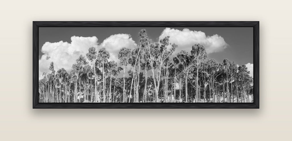 Rimu Reverie, Bruce Bay's Coastal Symphony — black float frame canvas, 152 × 56 cm. New Zealand fine art landscape wall art by Stephen Milner.