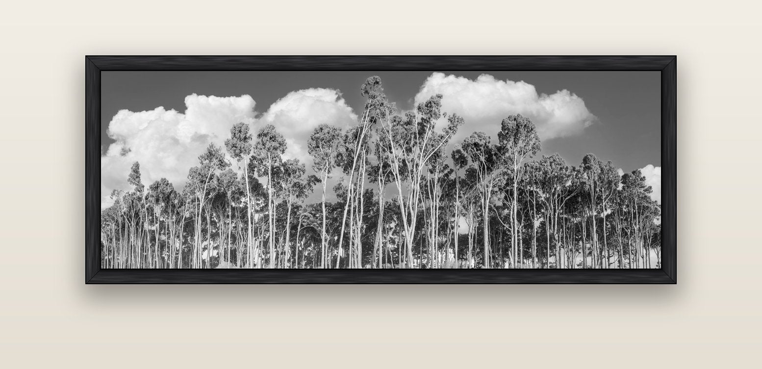 Rimu Reverie, Bruce Bay's Coastal Symphony — black float frame canvas, 152 × 56 cm. New Zealand fine art landscape wall art by Stephen Milner.