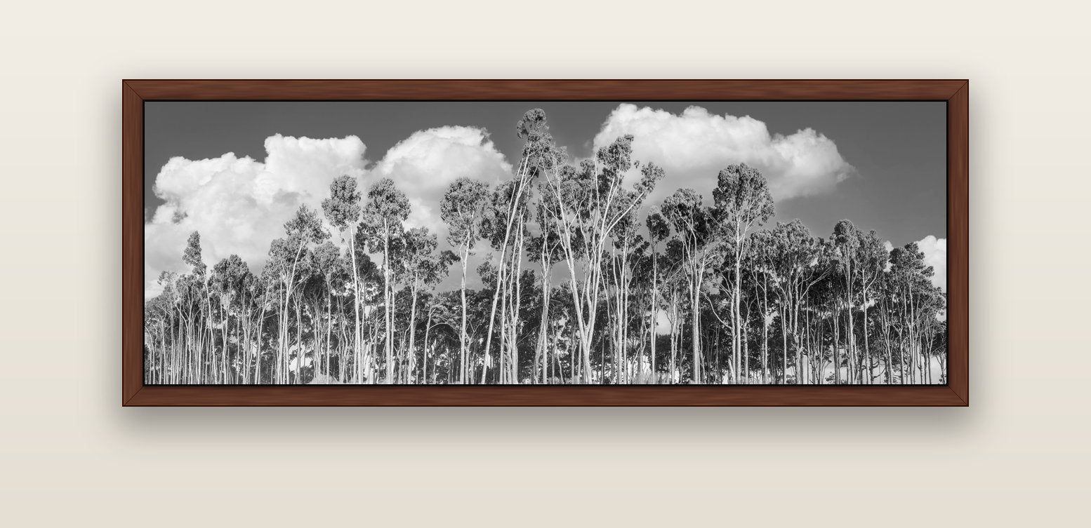 Rimu Reverie, Bruce Bay's Coastal Symphony — brown float frame canvas, 152 × 56 cm. New Zealand fine art landscape wall art by Stephen Milner.