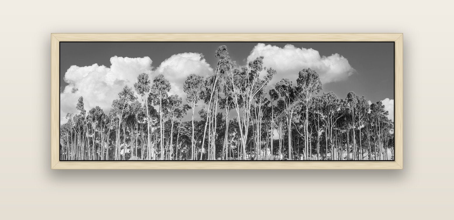 Rimu Reverie, Bruce Bay's Coastal Symphony — natural float frame canvas, 152 × 56 cm. New Zealand fine art landscape wall art by Stephen Milner.