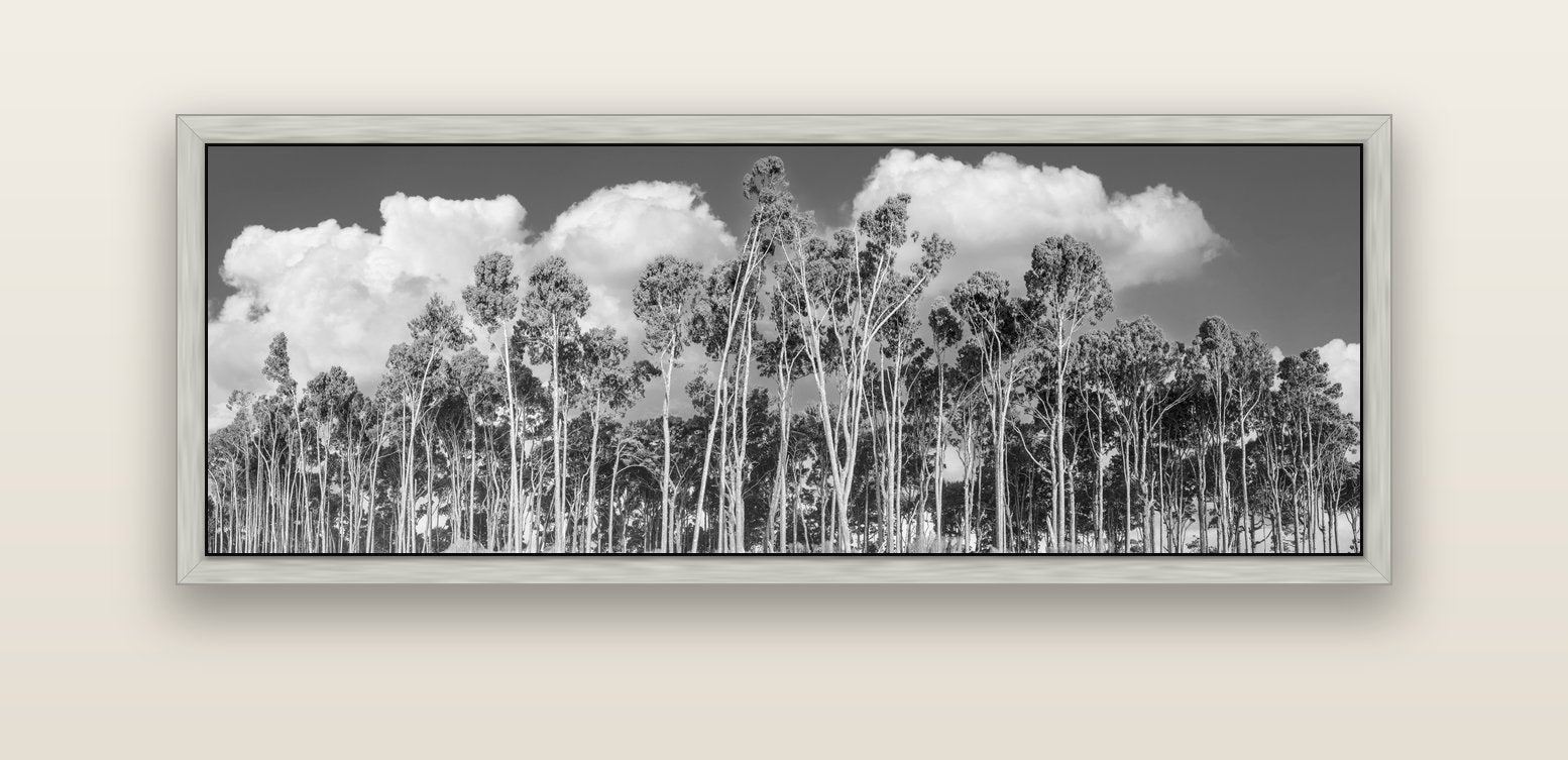 Rimu Reverie, Bruce Bay's Coastal Symphony — silver float frame canvas, 152 × 56 cm. New Zealand fine art landscape wall art by Stephen Milner.