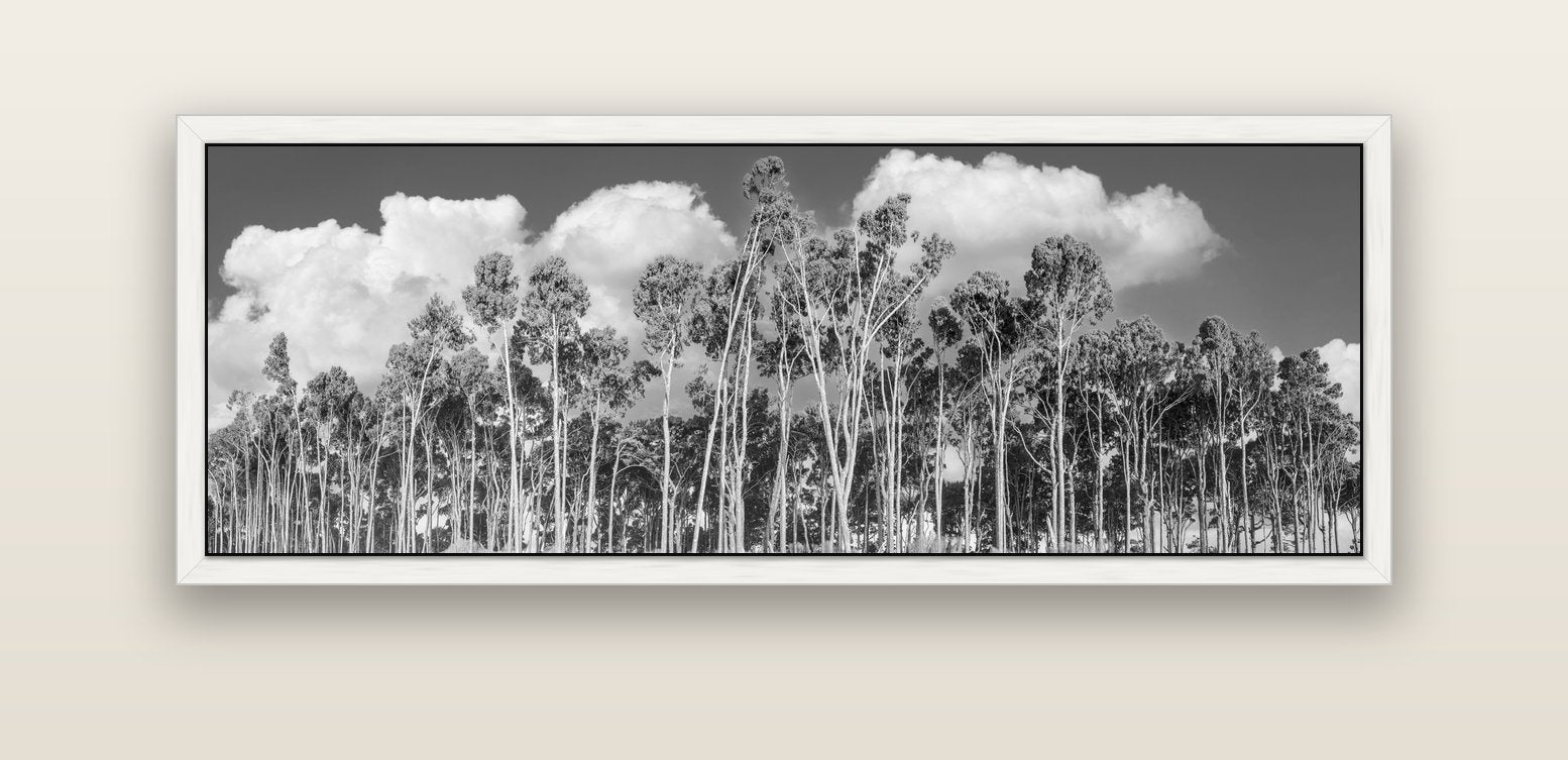 Rimu Reverie, Bruce Bay's Coastal Symphony — white float frame canvas, 152 × 56 cm. New Zealand fine art landscape wall art by Stephen Milner.