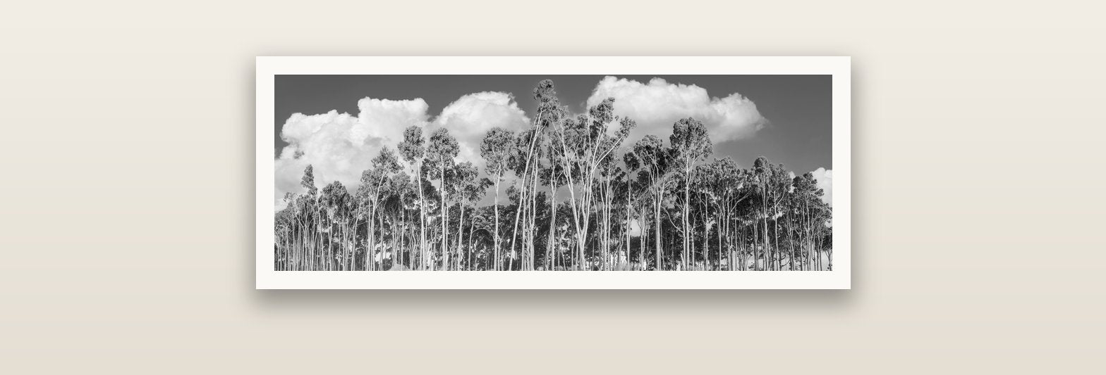 Rimu Reverie, Bruce Bay's Coastal Symphony — Hahnemühle fine art print, 76 × 25 cm. New Zealand fine art landscape photography by Stephen Milner.