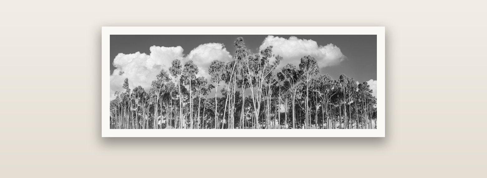 Rimu Reverie, Bruce Bay's Coastal Symphony — Hahnemühle fine art print, 90 × 30 cm. New Zealand fine art landscape photography by Stephen Milner.
