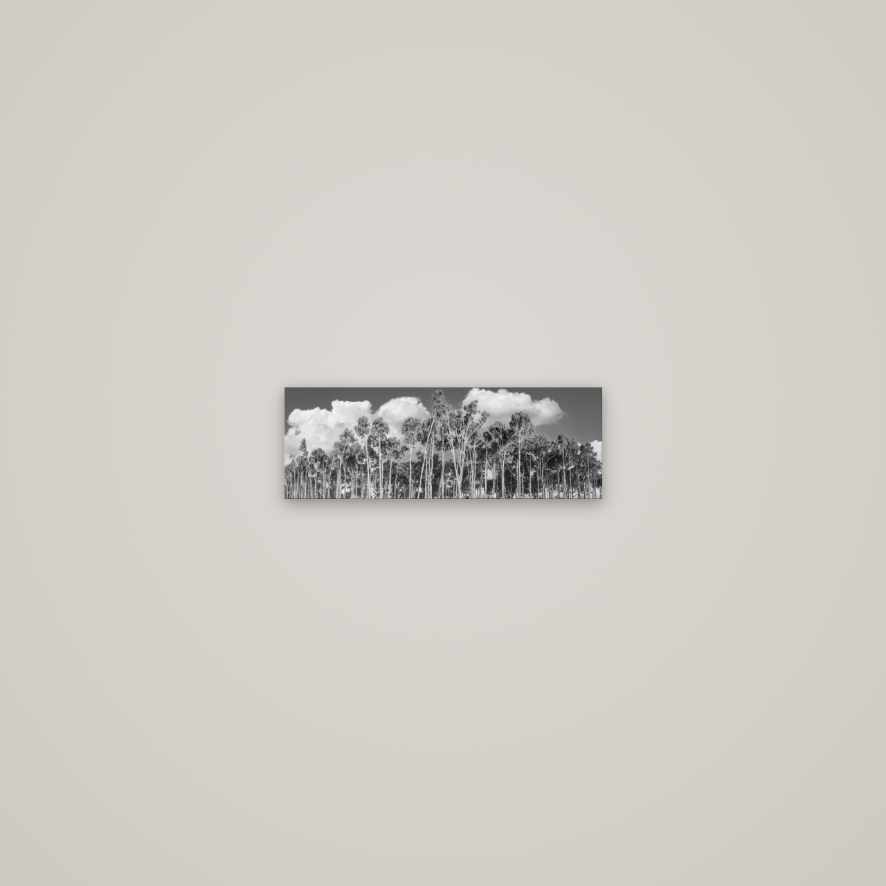 Rimu Reverie, Bruce Bay's Coastal Symphony — No frame, 34×12 cm. New Zealand fine art wall art by Stephen Milner.