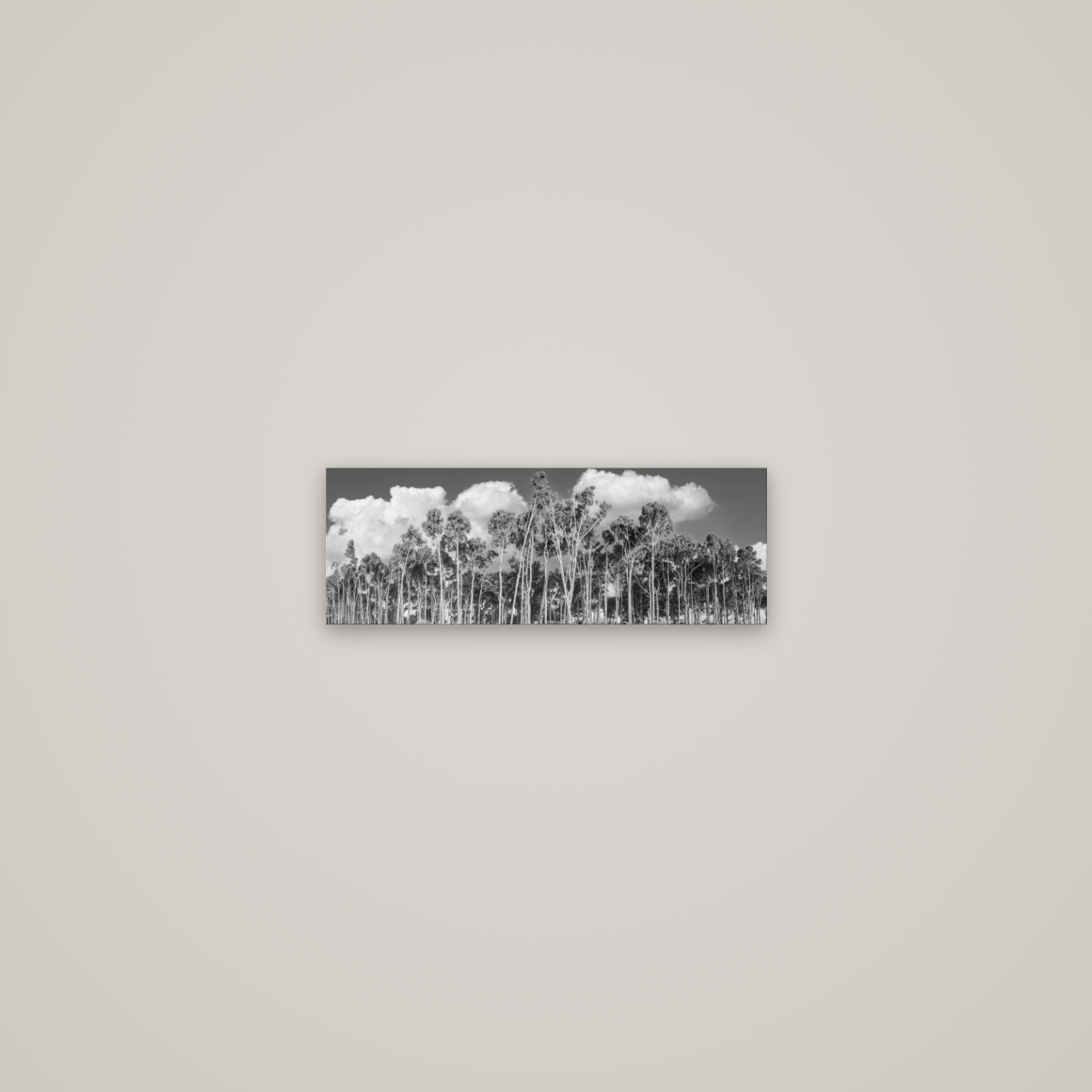 Rimu Reverie, Bruce Bay's Coastal Symphony — No frame, 45×16 cm. New Zealand fine art wall art by Stephen Milner.