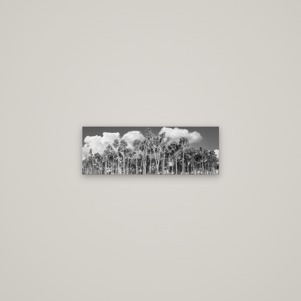 Rimu Reverie, Bruce Bay's Coastal Symphony — No frame, 57×20 cm. New Zealand fine art wall art by Stephen Milner.