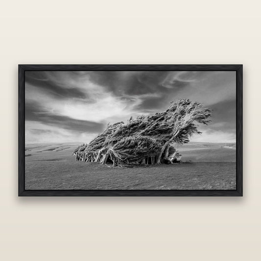 Sculpted by the Winds, Trees of Slope Point — framed metallic canvas print, Black frame. New Zealand fine art landscape wall art by Stephen Milner.
