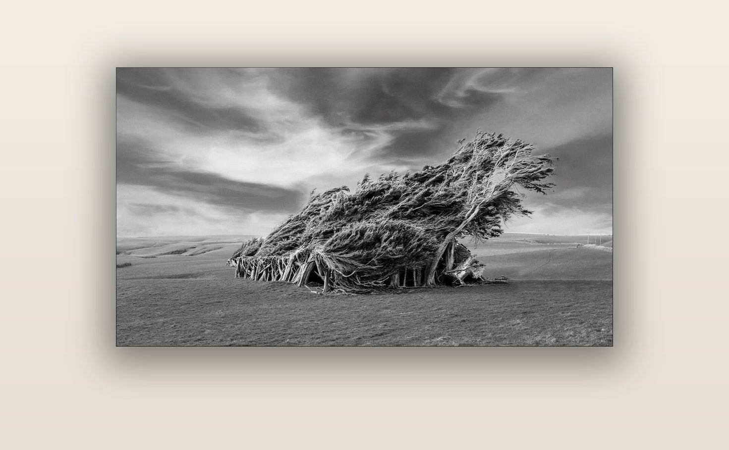 Sculpted by the Winds, Trees of Slope Point — acrylic glass print, 122 × 61 cm. New Zealand fine art landscape wall art by Stephen Milner.