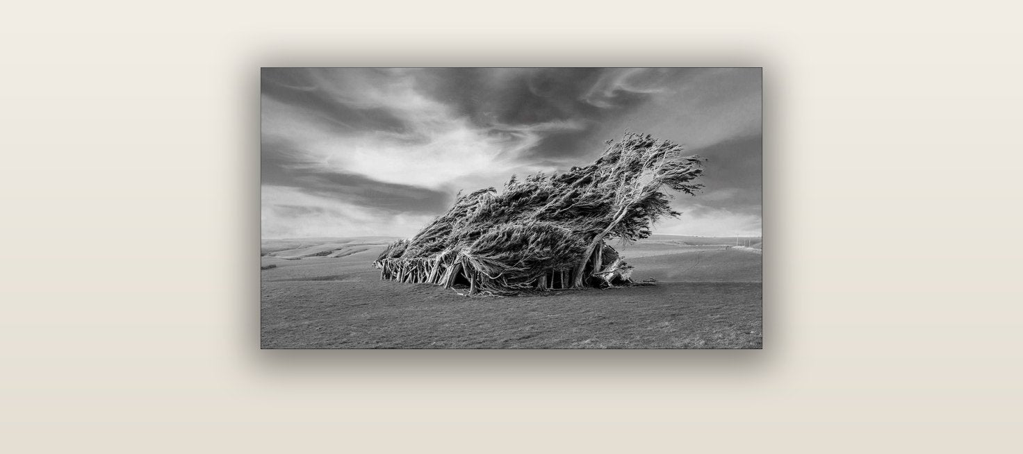 Sculpted by the Winds, Trees of Slope Point — acrylic glass print, 61 × 30 cm. New Zealand fine art landscape wall art by Stephen Milner.