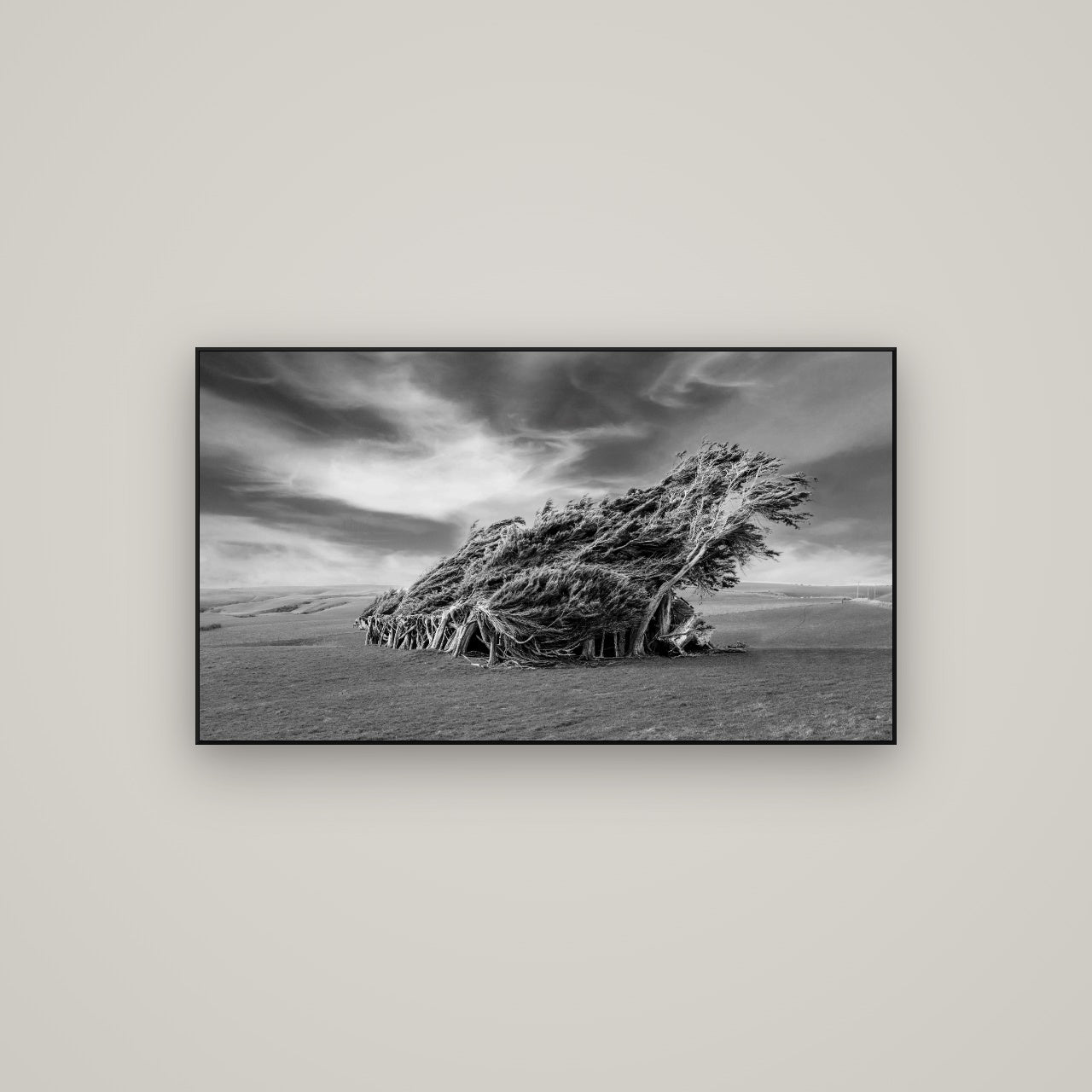 Sculpted by the Winds, Trees of Slope Point — ArtBox Black, 107×60 cm. New Zealand fine art wall art by Stephen Milner.