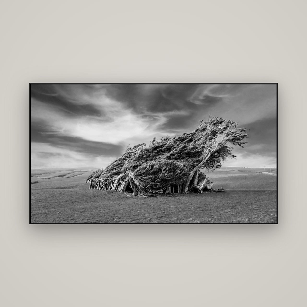 Sculpted by the Winds, Trees of Slope Point — ArtBox Black, 160×90 cm. New Zealand fine art wall art by Stephen Milner.
