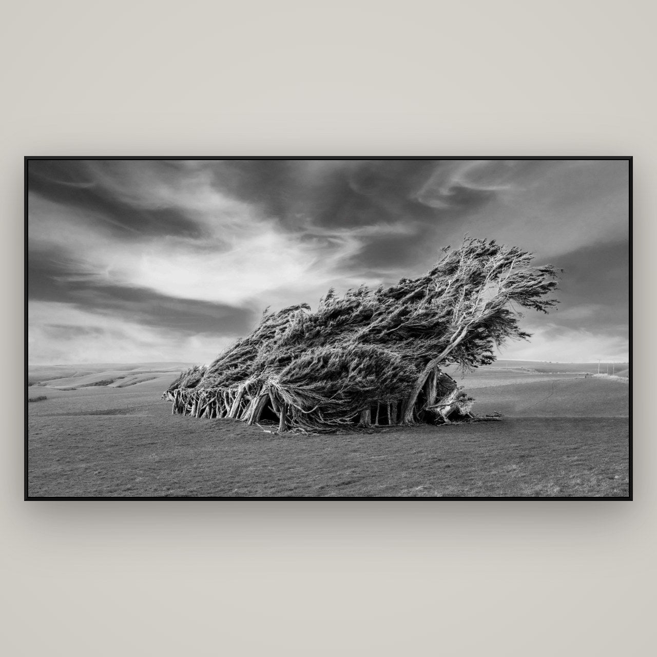 Sculpted by the Winds, Trees of Slope Point — ArtBox Black, 196×110 cm. New Zealand fine art wall art by Stephen Milner.