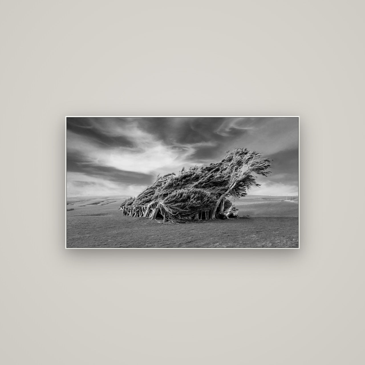 Sculpted by the Winds, Trees of Slope Point — ArtBox White, 107×60 cm. New Zealand fine art wall art by Stephen Milner.