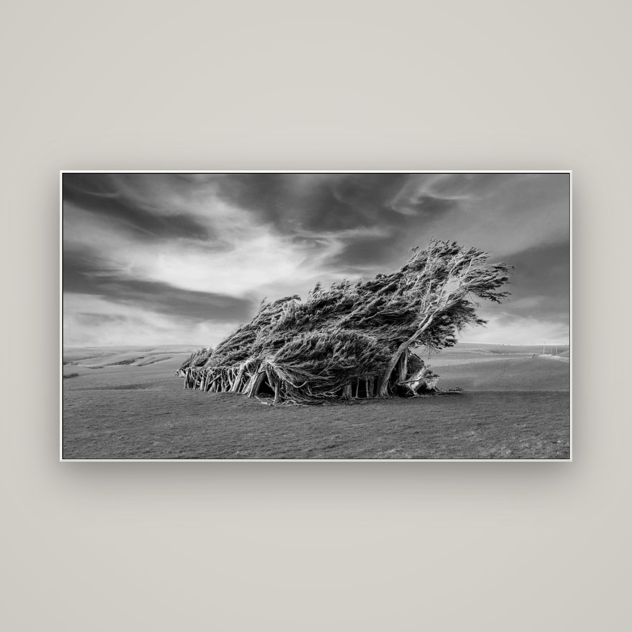 Sculpted by the Winds, Trees of Slope Point — ArtBox White, 160×90 cm. New Zealand fine art wall art by Stephen Milner.