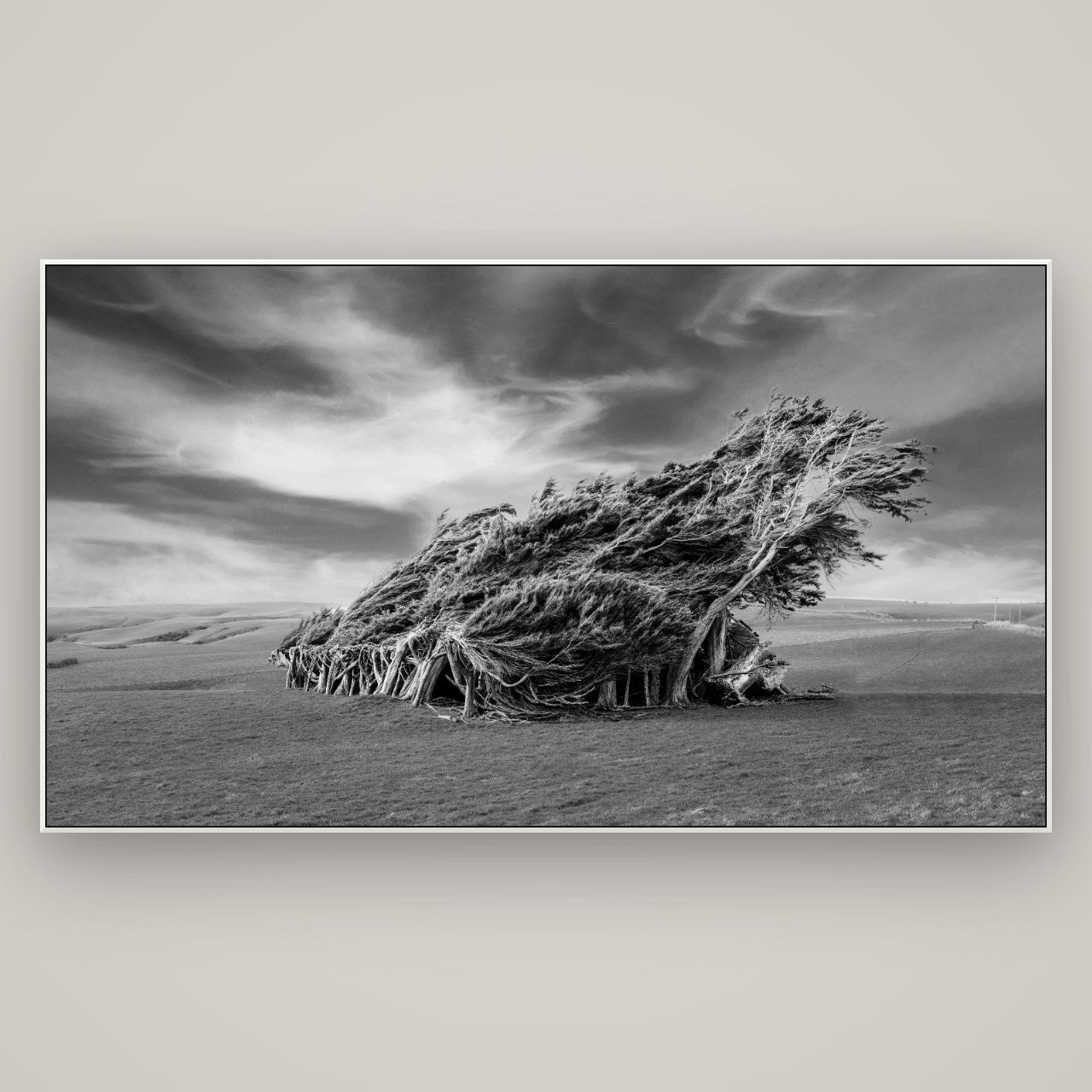 Sculpted by the Winds, Trees of Slope Point — ArtBox White, 196×110 cm. New Zealand fine art wall art by Stephen Milner.