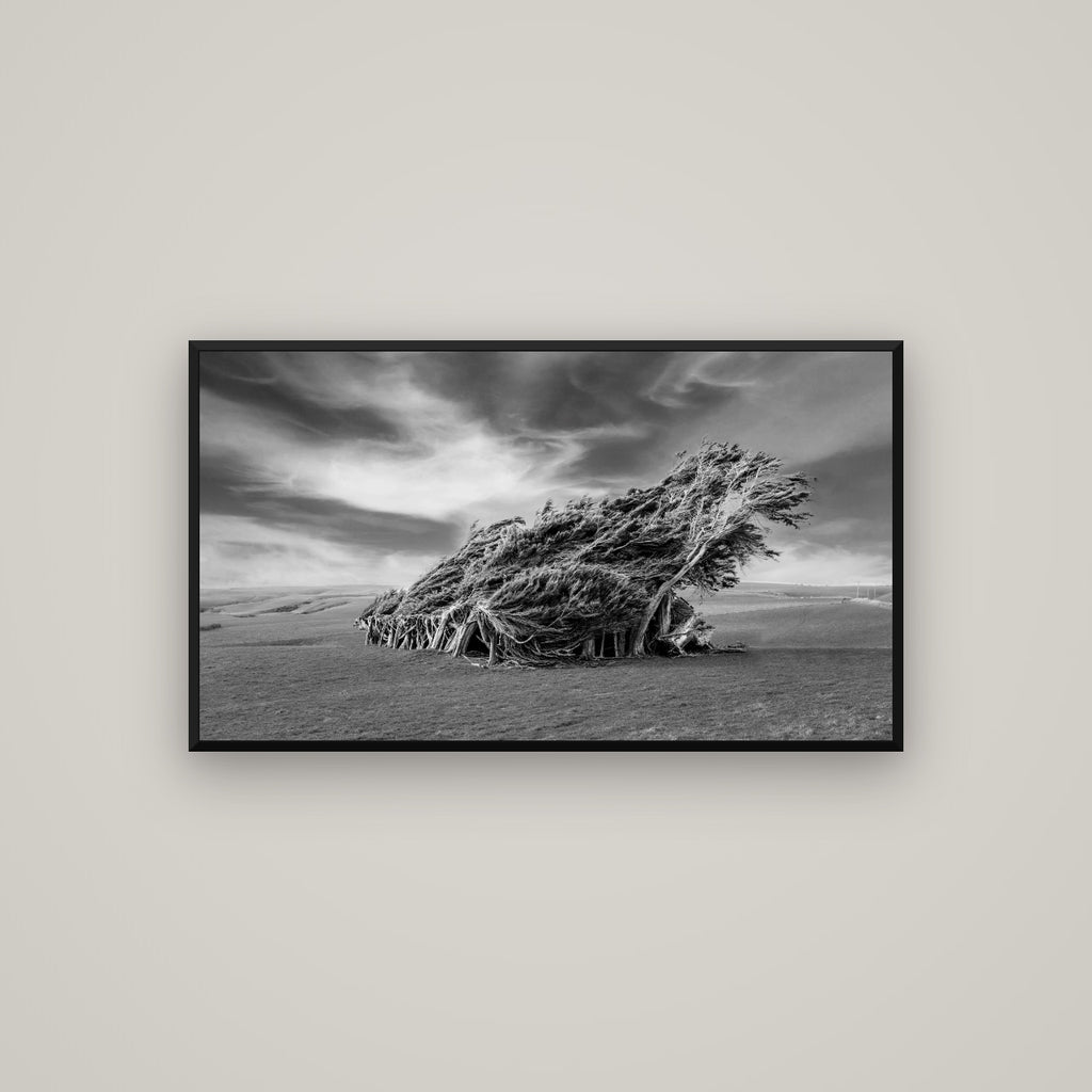 Sculpted by the Winds, Trees of Slope Point — Basel Black Matte, 107×60 cm. New Zealand fine art wall art by Stephen Milner.