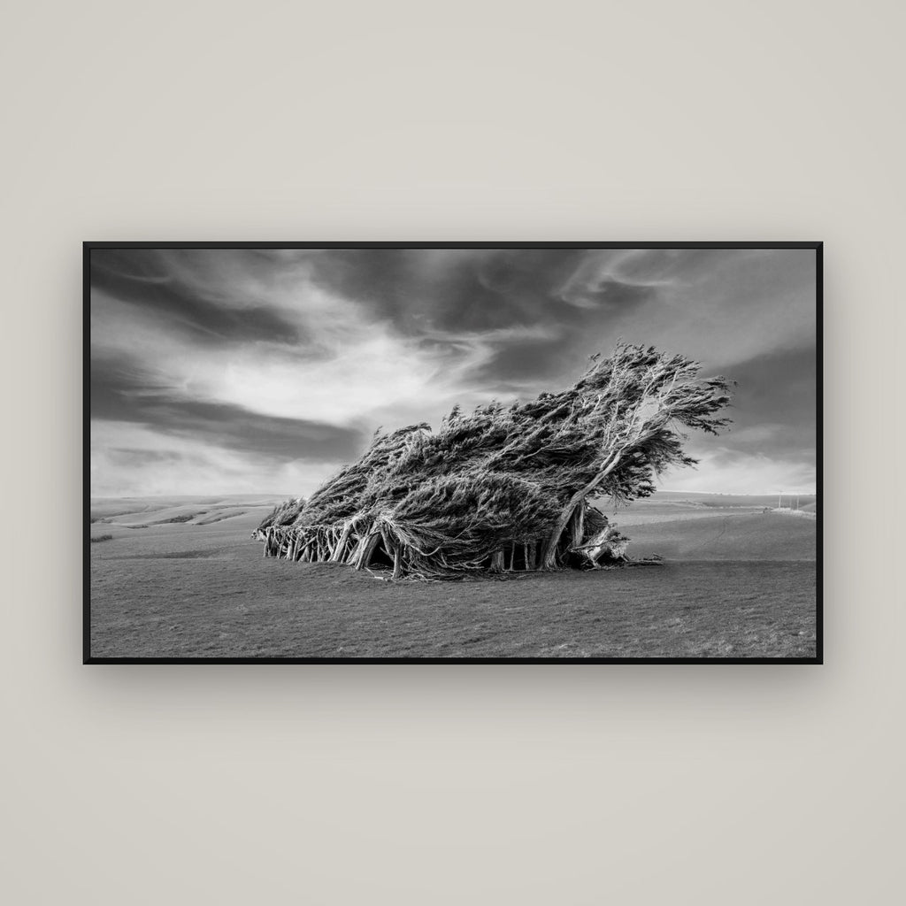 Sculpted by the Winds, Trees of Slope Point — Basel Black Matte, 160×90 cm. New Zealand fine art wall art by Stephen Milner.