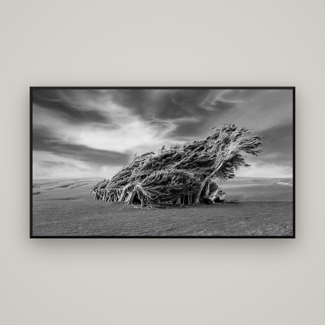 Sculpted by the Winds, Trees of Slope Point — Basel Black, 160×90 cm. New Zealand fine art wall art by Stephen Milner.