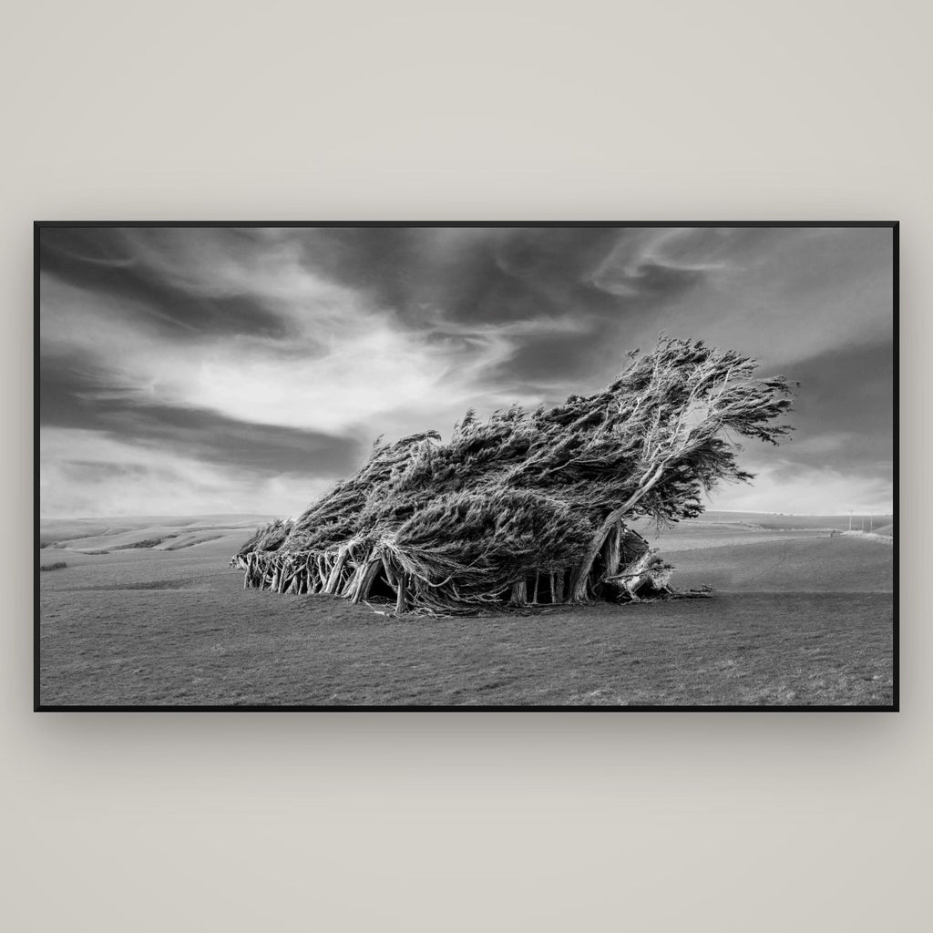 Sculpted by the Winds, Trees of Slope Point — Basel Black Matte, 196×110 cm. New Zealand fine art wall art by Stephen Milner.