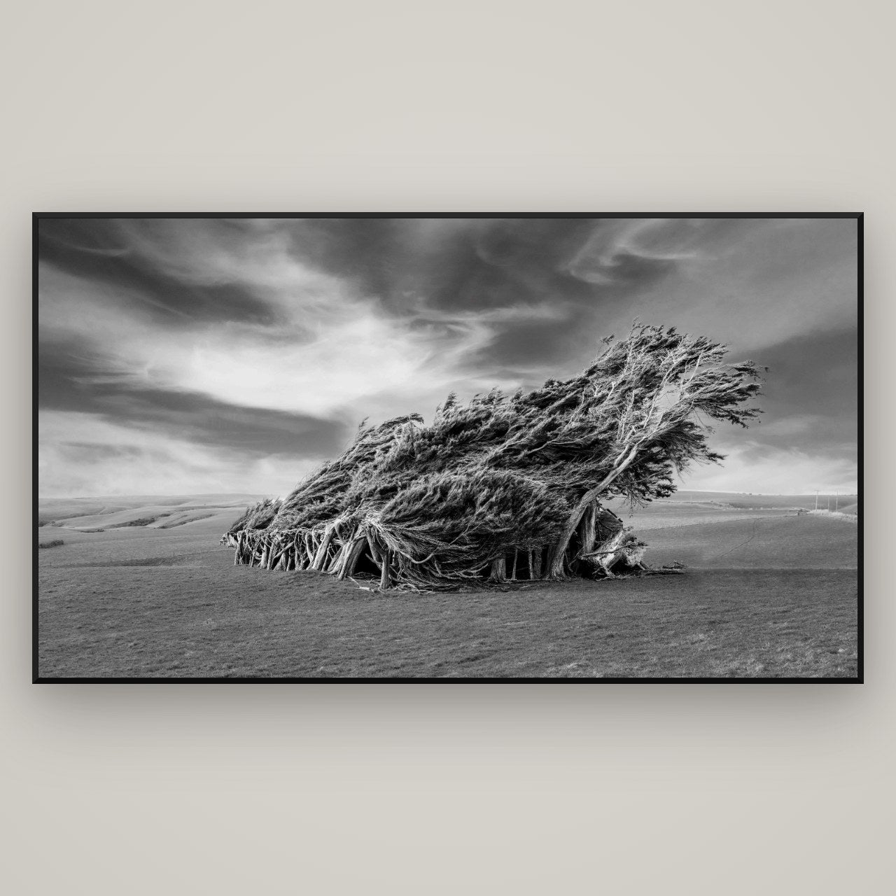 Sculpted by the Winds, Trees of Slope Point — Basel Black, 196×110 cm. New Zealand fine art wall art by Stephen Milner.