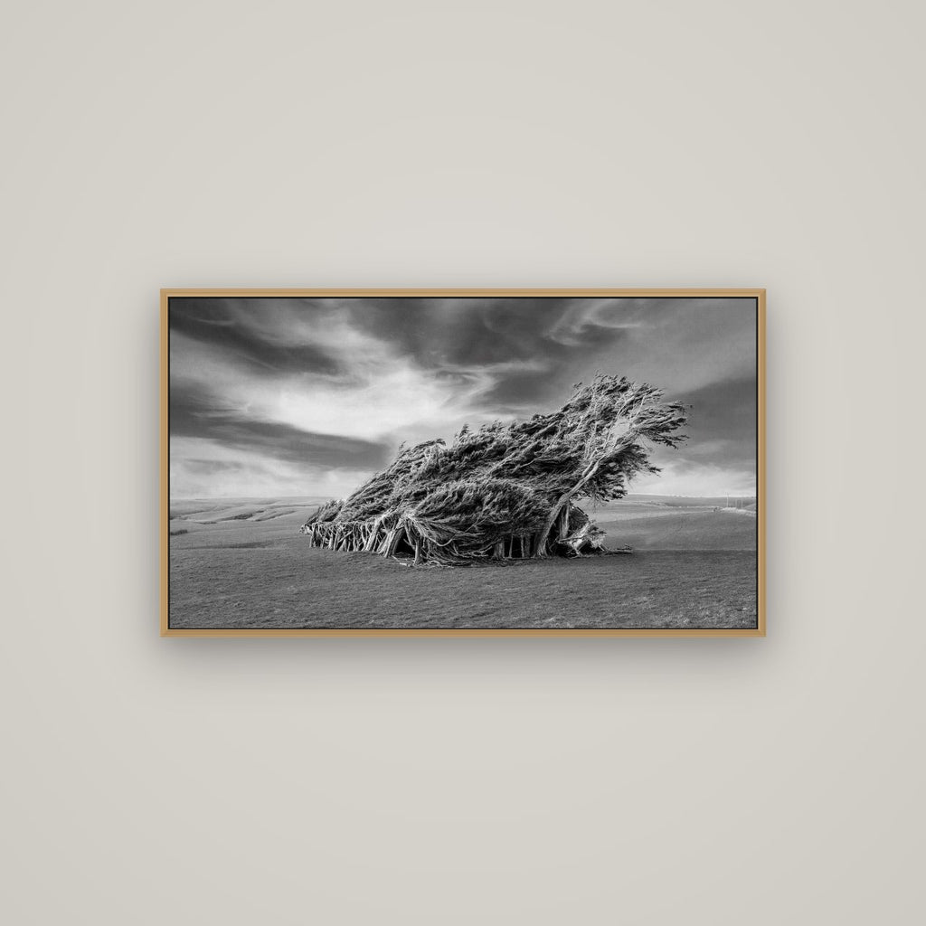 Sculpted by the Winds, Trees of Slope Point, Basel Natural Oak, 107×60 cm. New Zealand fine art wall art by Stephen Milner.