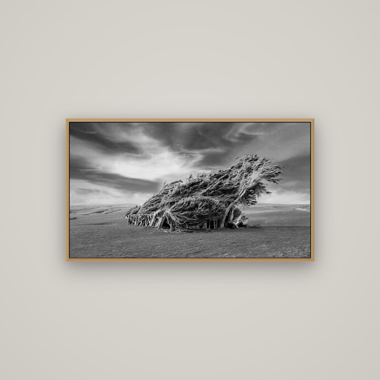 Sculpted by the Winds, Trees of Slope Point, Basel Natural Oak, 107×60 cm. New Zealand fine art wall art by Stephen Milner.
