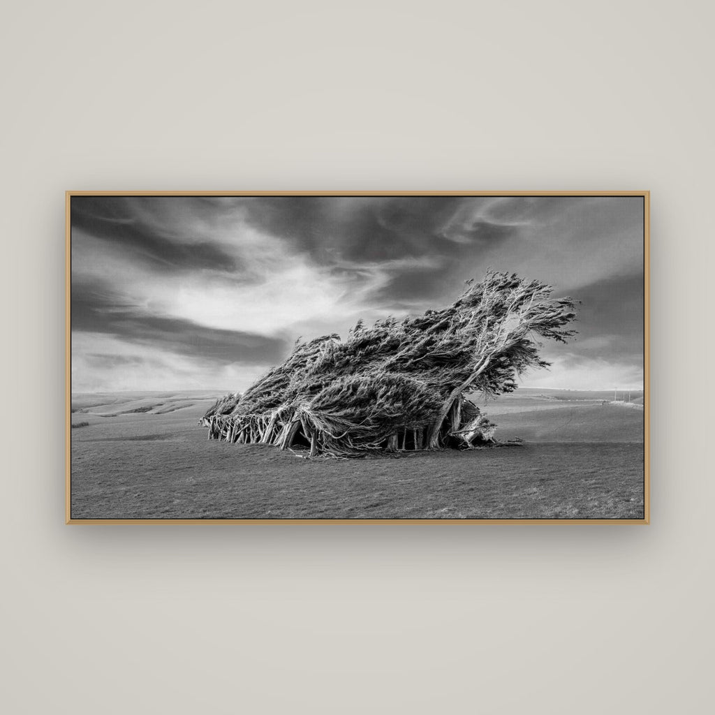 Sculpted by the Winds, Trees of Slope Point, Basel Natural Oak, 160×90 cm. New Zealand fine art wall art by Stephen Milner.