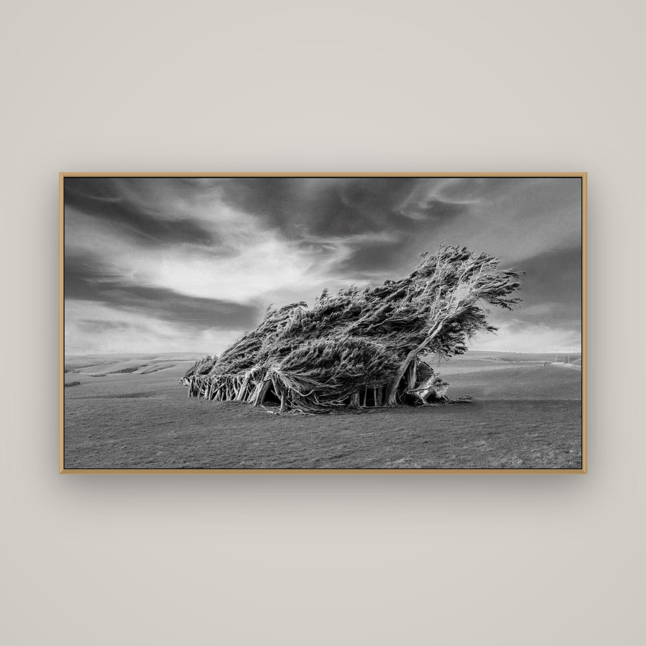 Sculpted by the Winds, Trees of Slope Point, Basel Natural Oak, 160×90 cm. New Zealand fine art wall art by Stephen Milner.