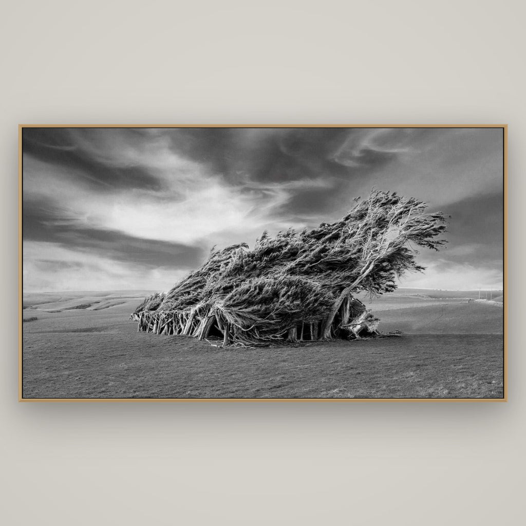Sculpted by the Winds, Trees of Slope Point, Basel Natural Oak, 196×110 cm. New Zealand fine art wall art by Stephen Milner.