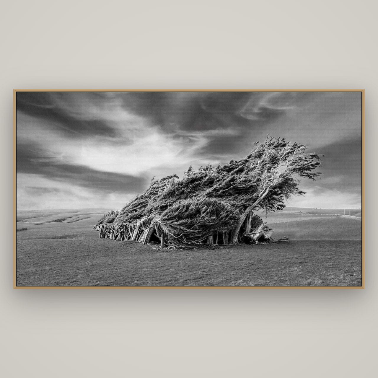 Sculpted by the Winds, Trees of Slope Point, Basel Natural Oak, 196×110 cm. New Zealand fine art wall art by Stephen Milner.